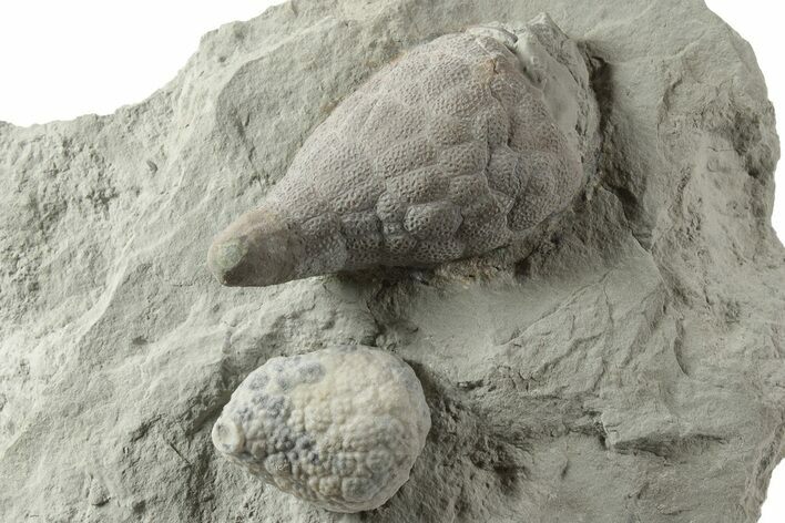 Two Cystoid (Holocystites) Fossils - Indiana #232696